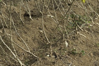 Manyok plantasyon alanıyla. Cassava veya manyok bitki alanı Tayland.