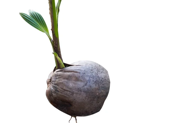 Pequeño Árbol Coco Germinado Semilla Coco Aislado Sobre Fondo Blanco — Foto de Stock