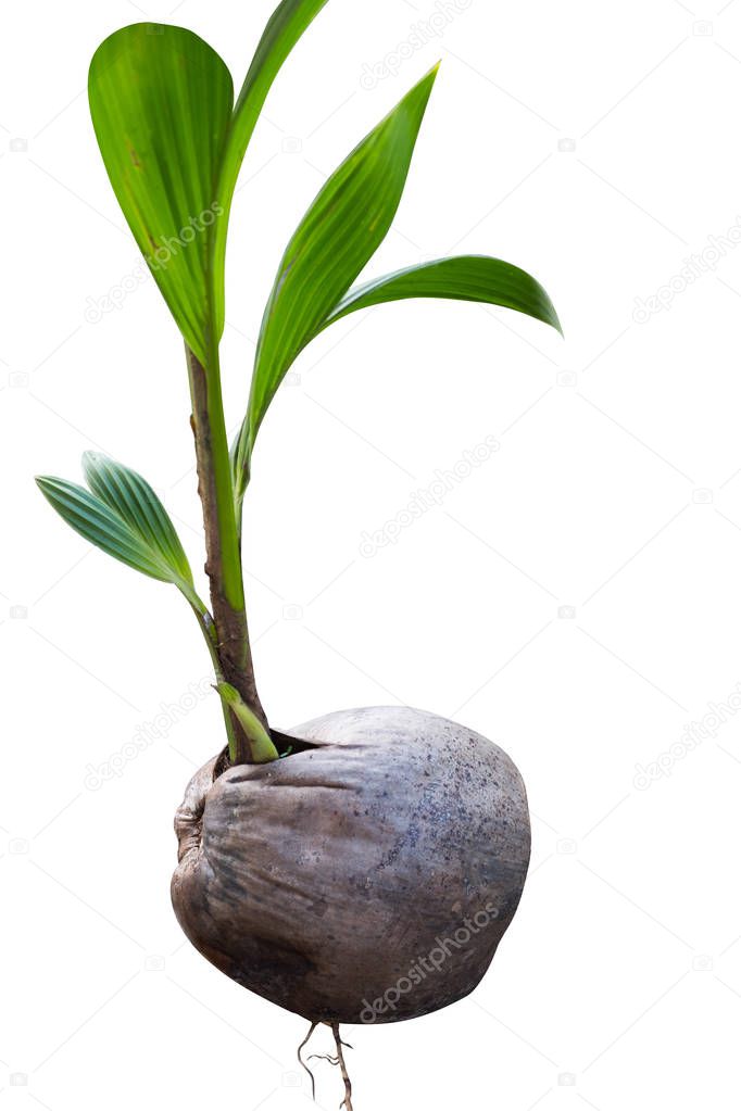 Small Coconut Tree Sprouted From Coconut Seed isolated on white background.