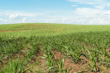 Vadideki dağların dibinde mısır yetiştiriciliği.