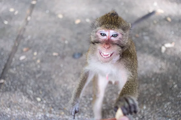 Close up portrait of monkey. — Stock Photo, Image