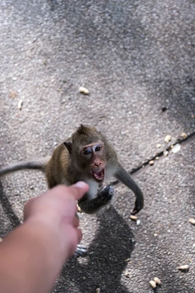 Close up retrato de macaco . — Fotografia de Stock