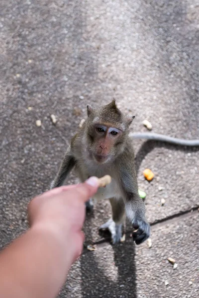 Close up portrait of monkey. — Stock Photo, Image