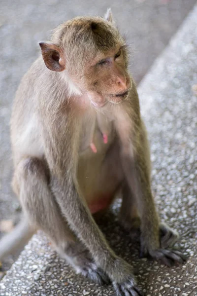 Primer plano retrato de mono . — Foto de Stock
