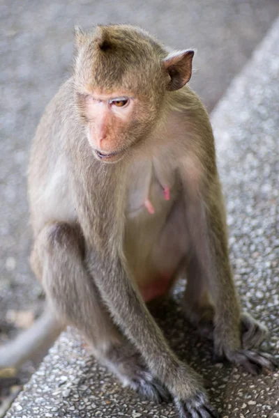 Close up portrait of monkey. — Stock Photo, Image