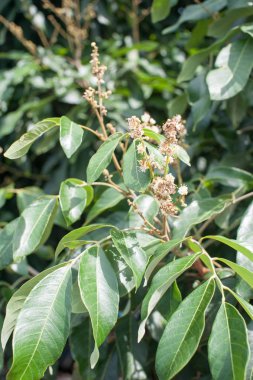 Longan çiçek arka plan.