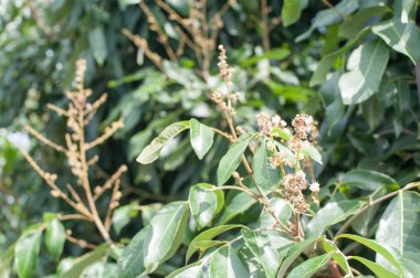 Longan çiçek arka plan.