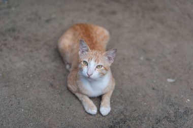 Tayland sevimli kedi. Kedi hareketleri.