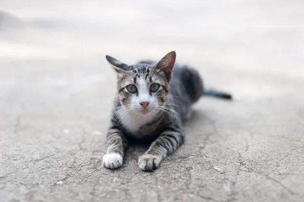 Gato bonito tailandês. Movimentos do gato . — Fotografia de Stock