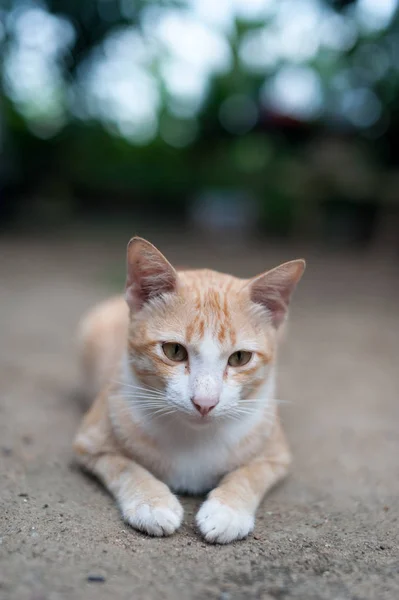 Gato lindo tailandés. Movimientos de gato . — Foto de Stock