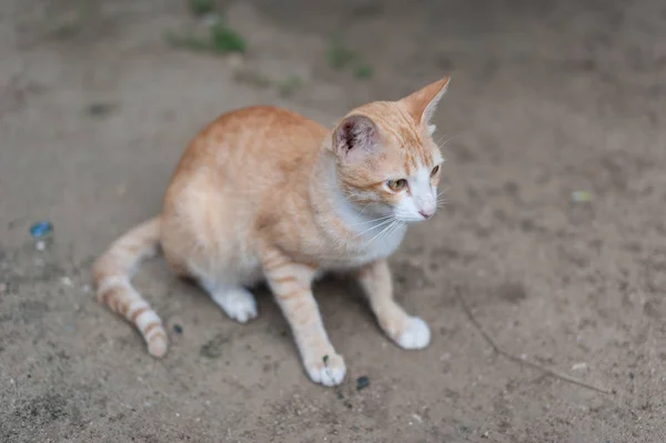 Thai cute cat. Cat's movements. — Stock Photo, Image