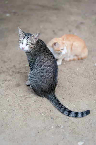 Thai süße Katze. Katzenbewegungen. — Stockfoto