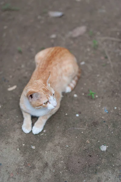 Тайский милый кот. Кошачьи движения . — стоковое фото