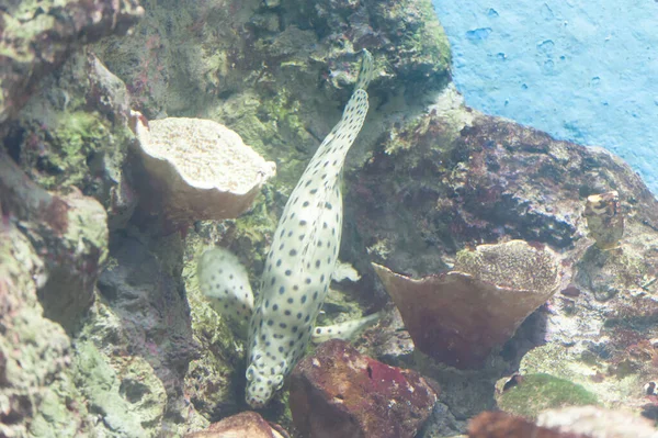 Peces Tropicales Corales Mar Bajo Agua —  Fotos de Stock