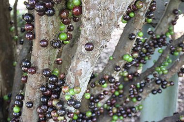 Lezzetli lezzet ile üzüm, meyve, yeni ve egzotik bir şey sağlığınız için formda kalmak için iyi