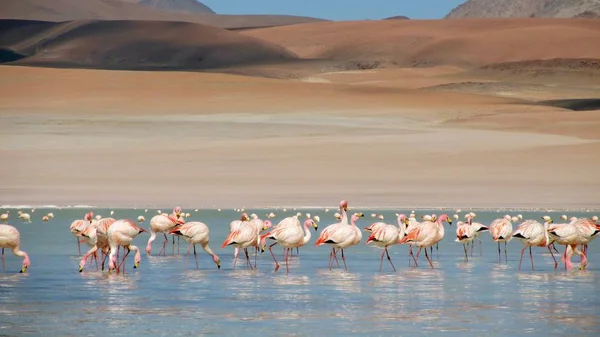 Bolivya Altiplano Flamingo
