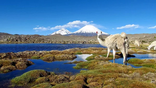 Bolivya Altiplano Pelikan