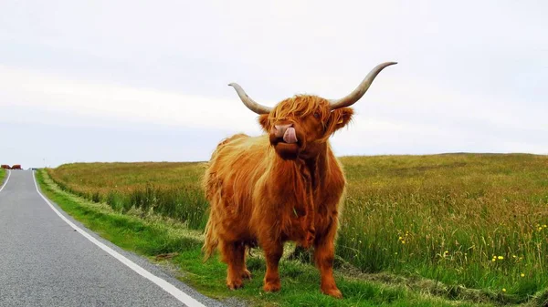 Otlakta İskoç inek