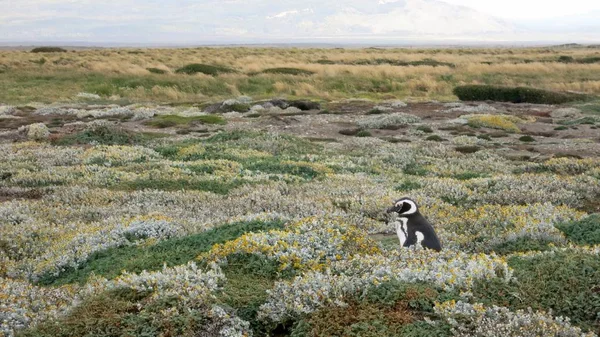 Penguen Patagonya Şili