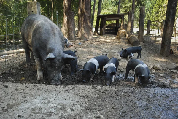 Family of pigs eating