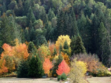 Grants Pass Wolf Creek, Oregon yakınındaki ormanda sonbahar renkleri patlayabilir.