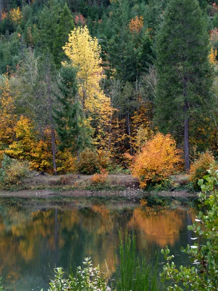 Grants Pass Wolf Creek Oregon Yakınındaki Ormanda Sonbahar Renkleri Patlayabilir — Stok fotoğraf
