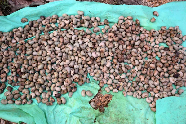 Kaju fıstığı güneş ışığında kurutma için devam