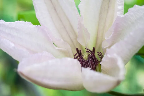 akasma hibrid, çiçek arka plan, makro fotoğraf, Clematis çiçek portre