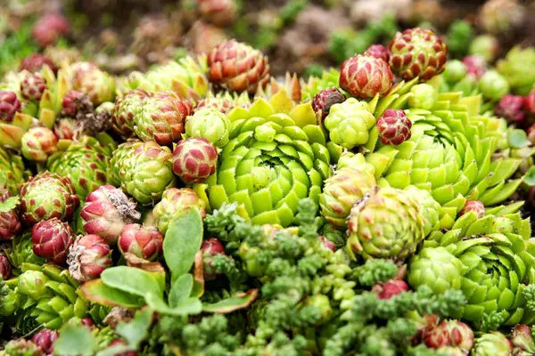 Sulu yakın çekim. Küçük bitki bahçe. Makro fotoğraf
