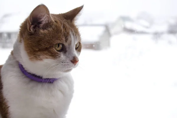 Ginger Cat beyaz arka plan üzerinde. Hayvan portre.