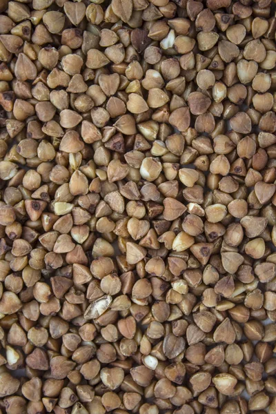 Karabuğday. Taze karabuğday. Kuru karabuğday arka planı. karabuğday dokusu