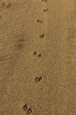 Kumda ayak izi.