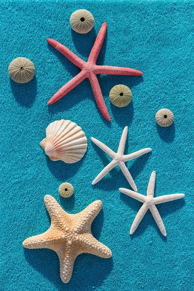 A sea shell, some sea urchin and starfish are sunbathing