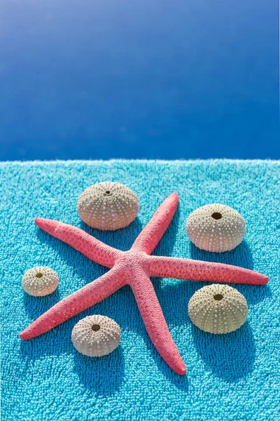 Bir denizyıldızı ve beş deniz kestanesi bir yaz gününde güneşleniyor.