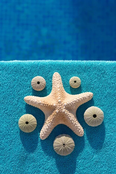 Beş deniz kestanesi ve bir denizyıldızı yüzme havuzunun yanında güneşleniyor.