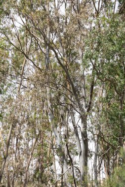 Dalları ve yaprakları bir karmaşa oluşturan okaliptüs ağaçları kümesi