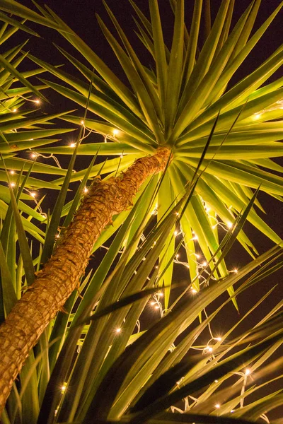 Yucca-Pflanze beleuchtet durch eine Reihe kleiner Lichter — Stockfoto