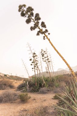 Süpürgeler, agav lar ve dağlardan oluşan yarı çöl manzarası