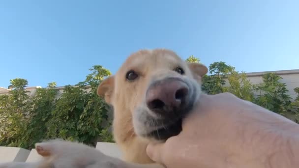 Hond Likken Van Natte Hand Van Een Man — Stockvideo