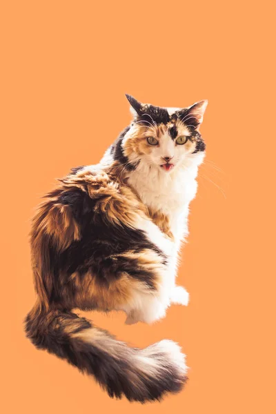 Katten Sticker Tungan Framför Kameran Som Ett Tecken Förakt Orange — Stockfoto