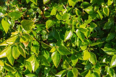 Yeşil yapraklardan yapılmış bir arka plan. Doğal duvar kağıdı.