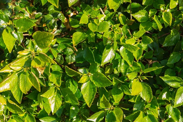 Yeşil yapraklardan yapılmış bir arka plan. Doğal duvar kağıdı.