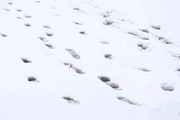 Fotspår Snön Frusen Damm Omogna — Stockfoto
