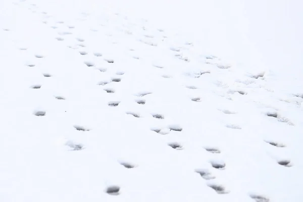 Ślady Śniegu Niedojrzałe Lód Mrożone Stawu — Zdjęcie stockowe