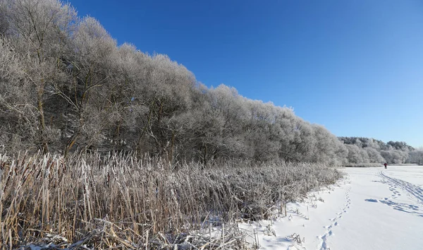 Beautiful winter day outside the city. Trees covered with snow