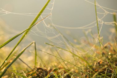 Şafak güneş yeşil çimenlerin üzerinde örümcek ağları