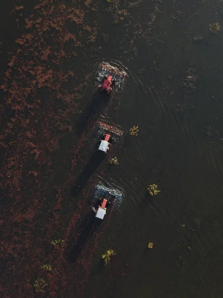 Farmers Using Tractors Beating Cranberries Bog Industrial Collection Cranberries Swamp — Stock Photo, Image