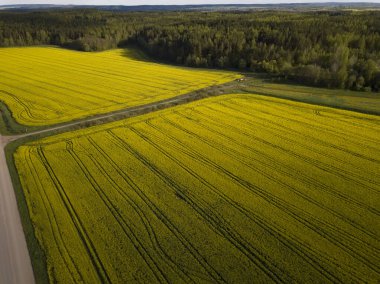 Sarı renkli kolza tohumu tarlaları bir kuadrokopterin yüksekliğinden alındı.