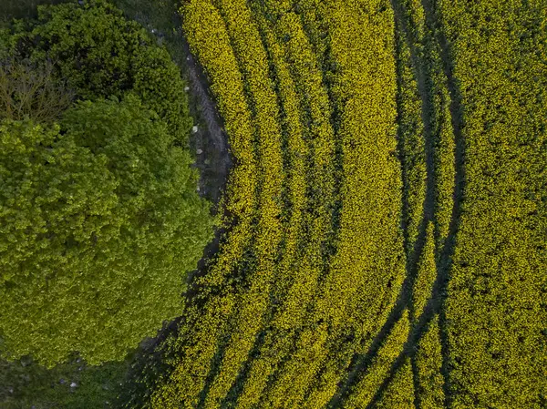 Κίτρινους Ανθοφόρους Αγρούς Ελαιοκράμβης Που Λαμβάνονται Από Ύψος Τετρακόπτρου — Φωτογραφία Αρχείου