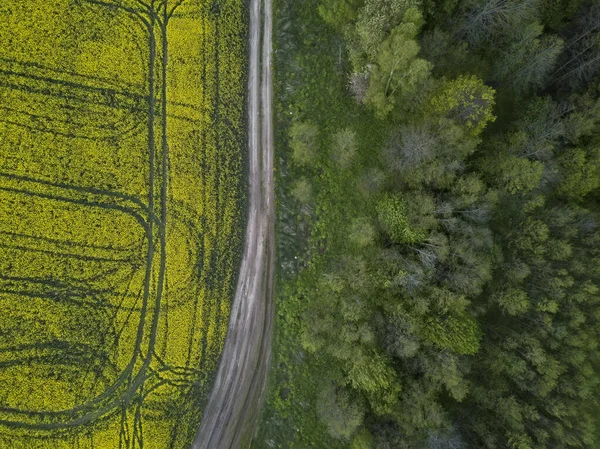 Κίτρινους Ανθοφόρους Αγρούς Ελαιοκράμβης Που Λαμβάνονται Από Ύψος Τετρακόπτρου — Φωτογραφία Αρχείου